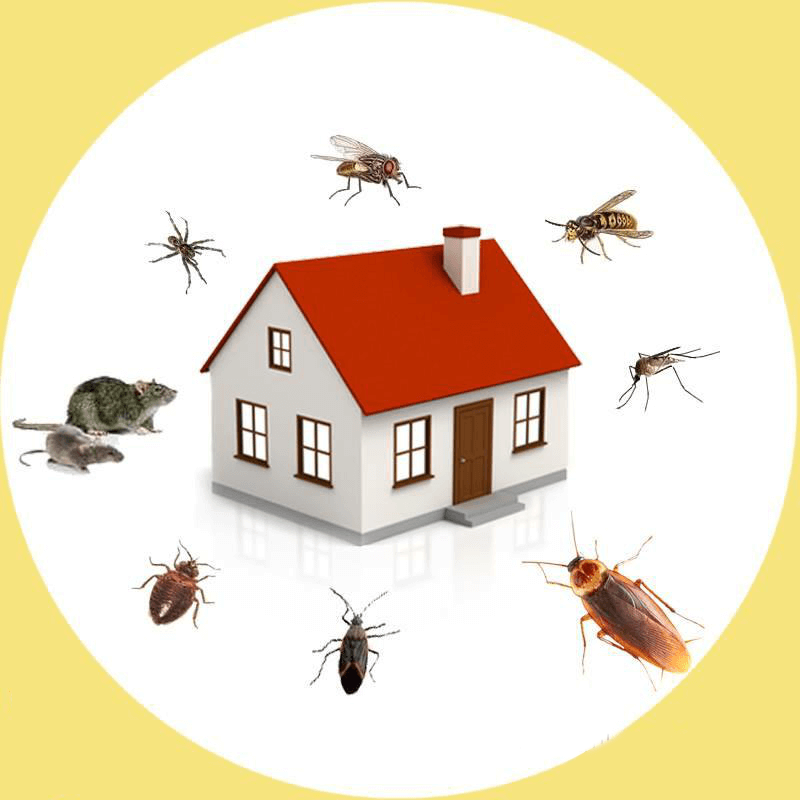 Have Points With Pest Control? Follow This Advice. 3