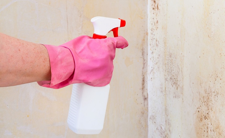 Benefits Of Hiring a Professional Mold Removal Service